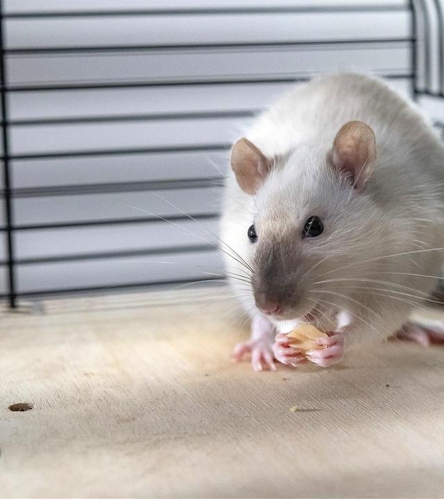 3. Amadeus macht Chaos