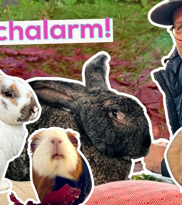 Ben im Praktikum: Bei Kaninchen und Co.