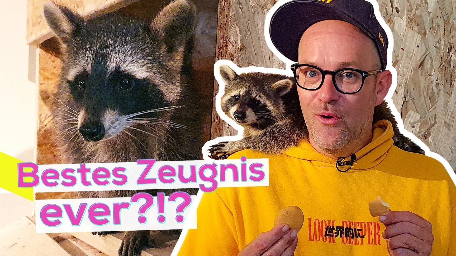 Ben im Praktikum: Waschbär-Pfleger