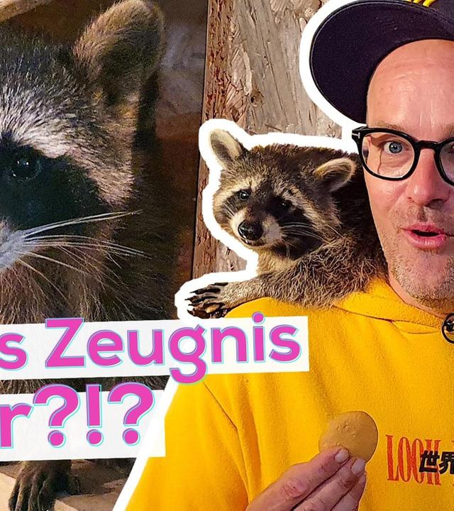 Ben im Praktikum: Waschbär-Pfleger