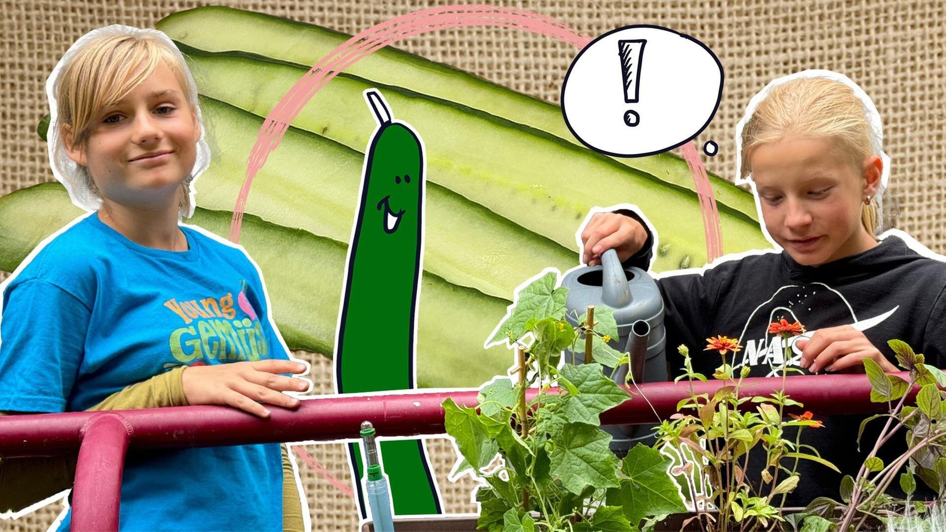 Gurken an der Sprossenwand