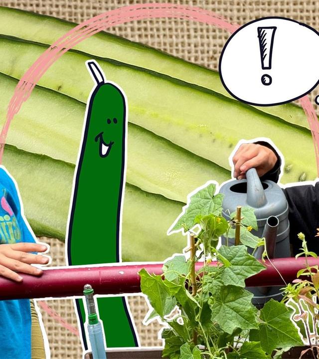 Gurken an der Sprossenwand