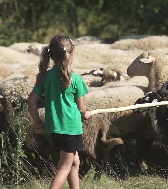 Ingrid und die Schafe