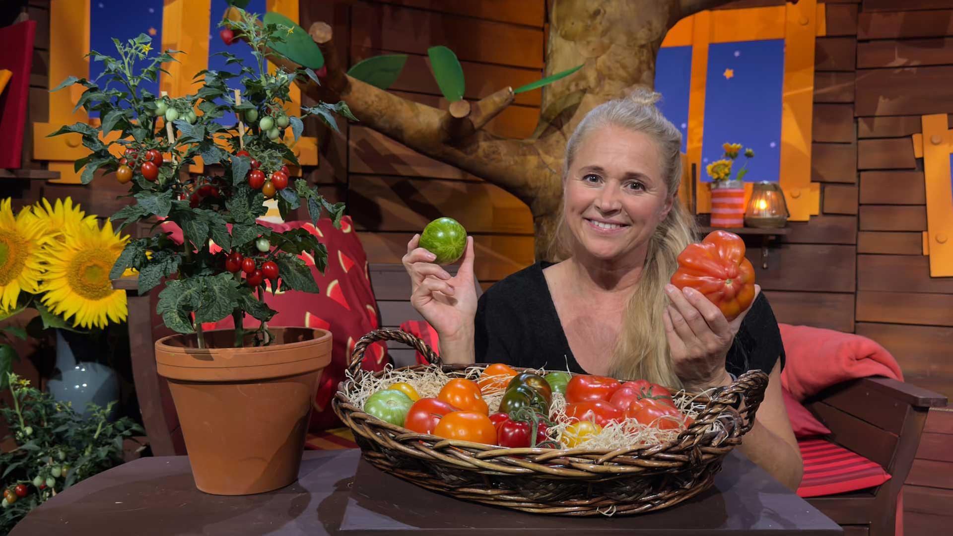 Singa entdeckt Tomatensorten