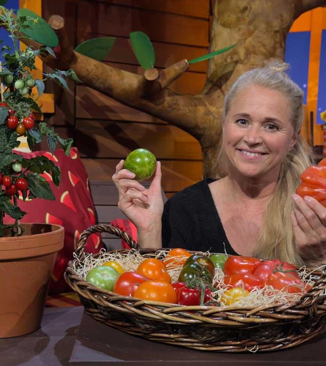 Singa entdeckt Tomatensorten