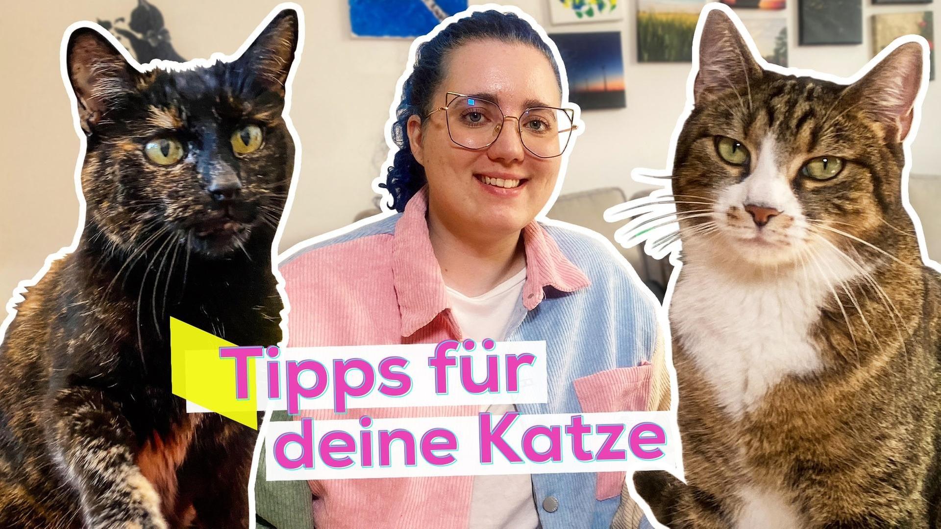 So machst du deine Katze glücklich