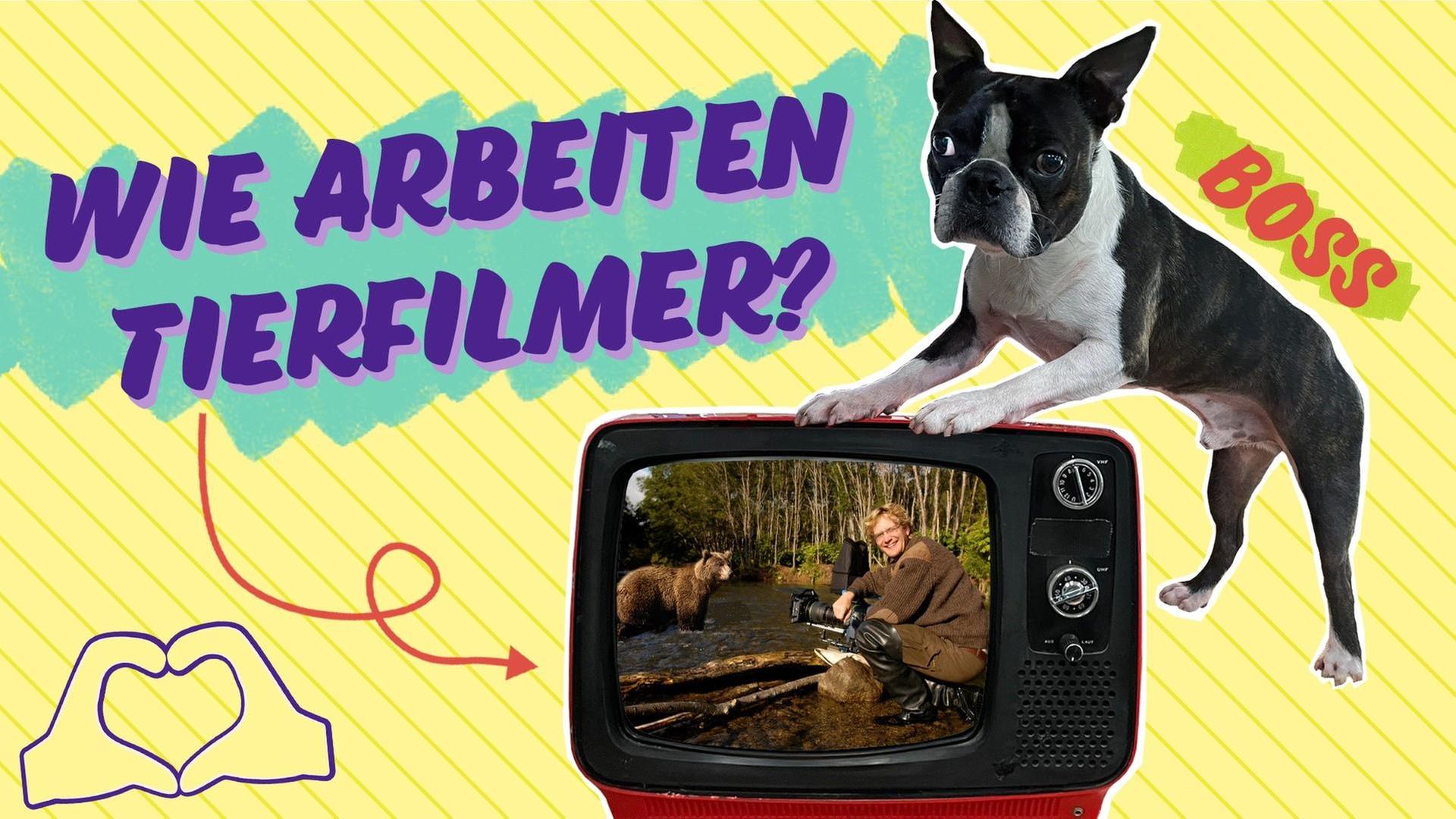 Tierfilm, Clickbait & Hologramme