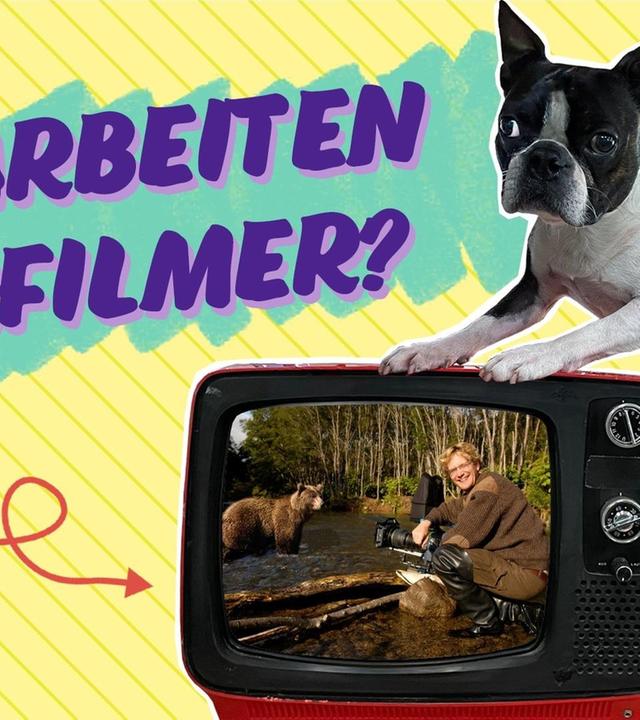 Tierfilm, Clickbait & Hologramme