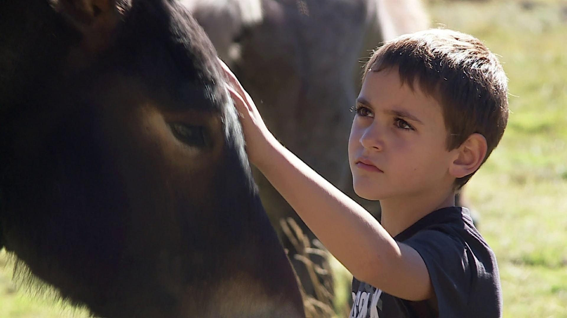 Ventura und die wilden Pferde