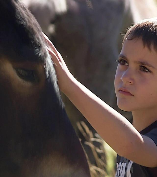 Ventura und die wilden Pferde