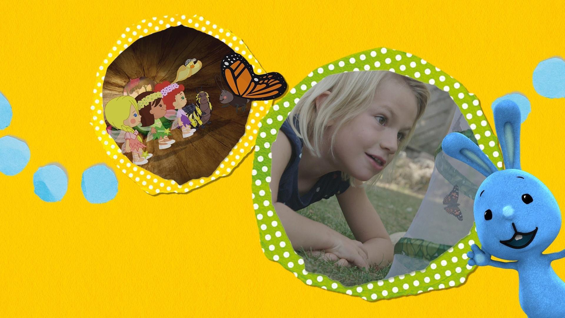 Von Raupen und Schmetterlingen