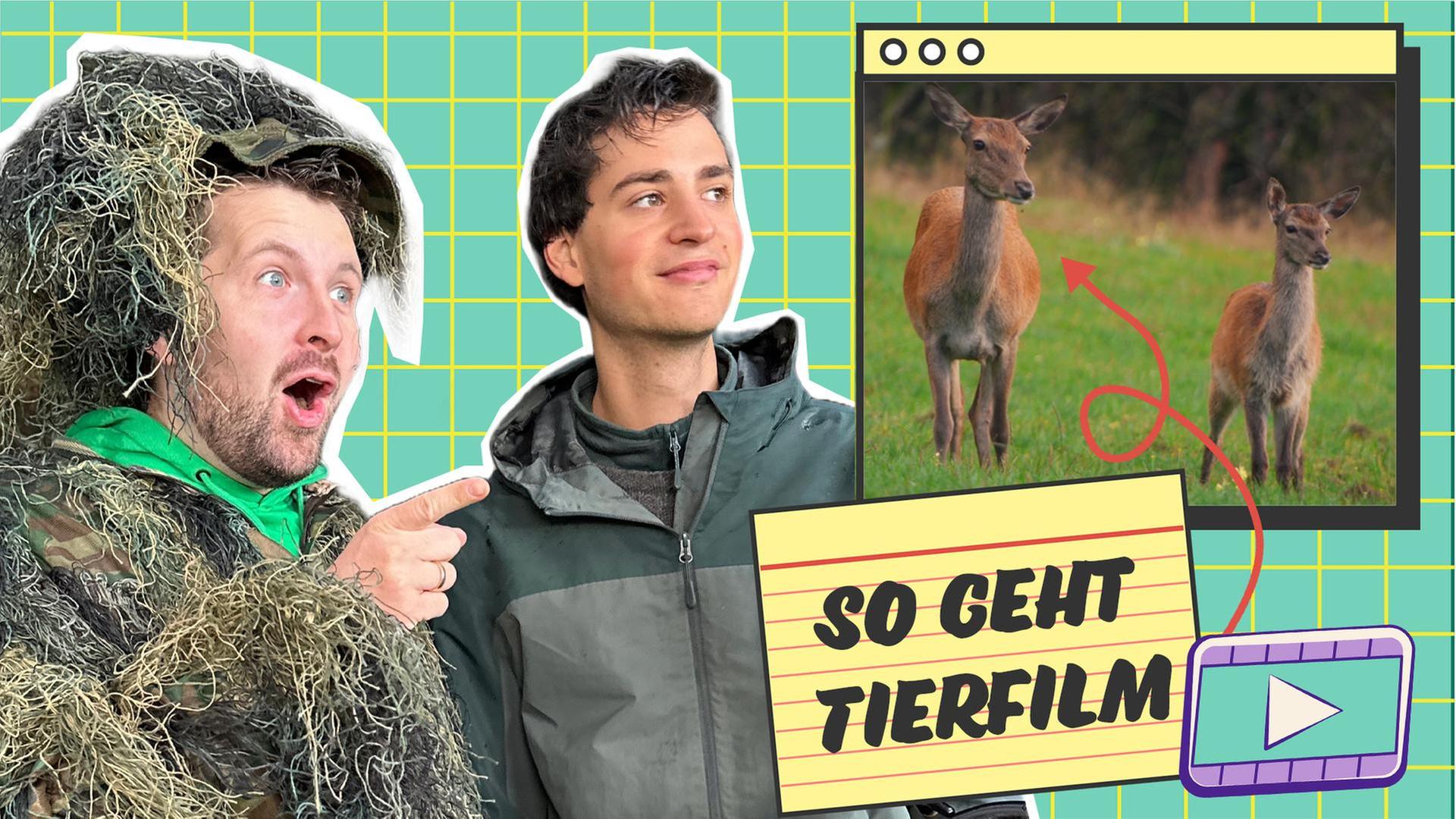 Wie werden Tierfilme gedreht?