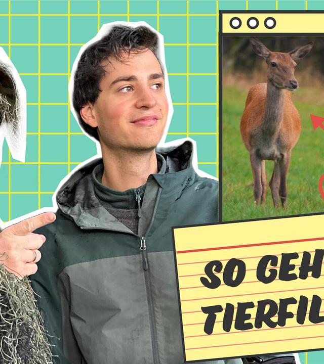 Wie werden Tierfilme gedreht?