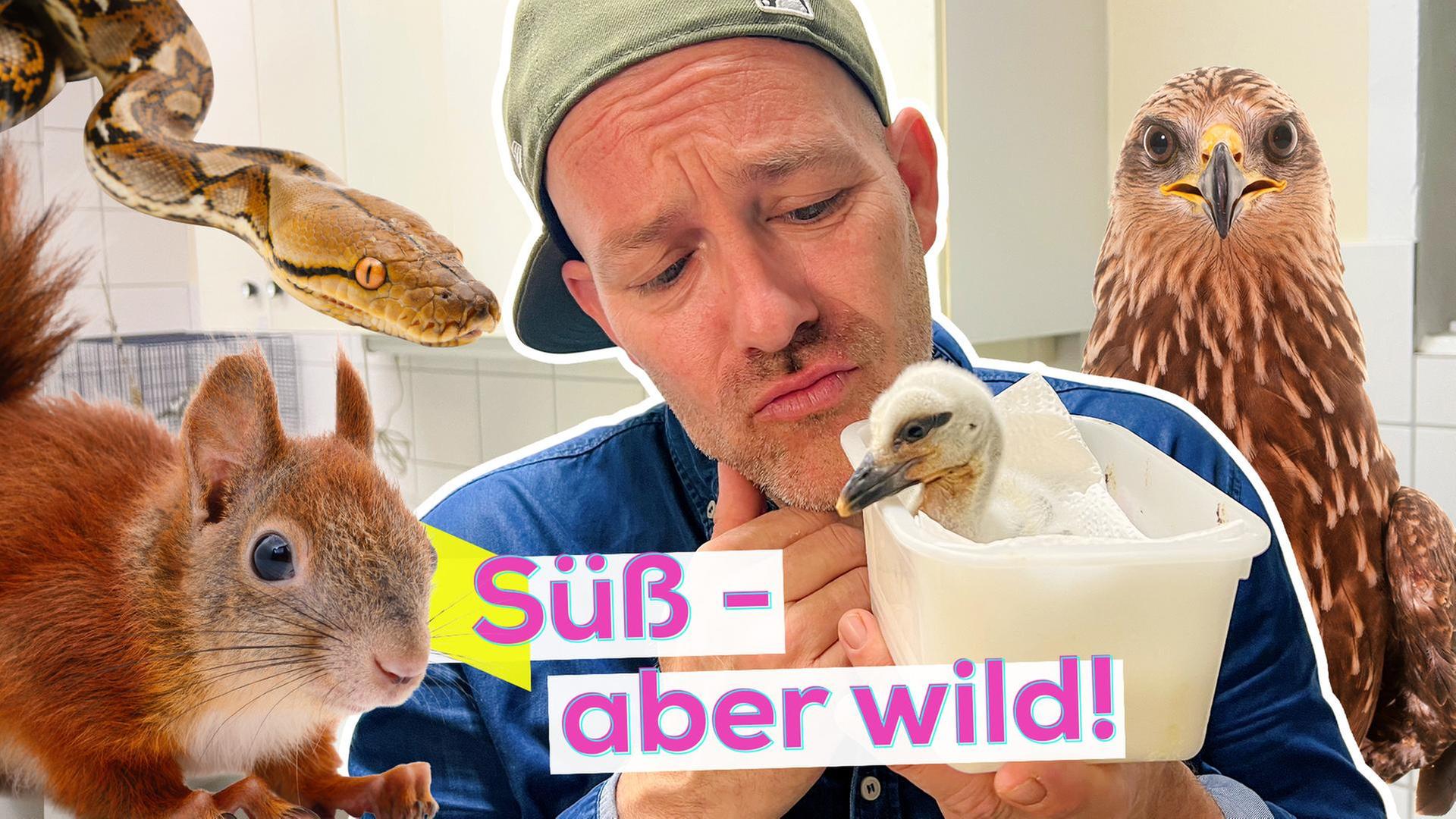 Wildtier gefunden - was tun?