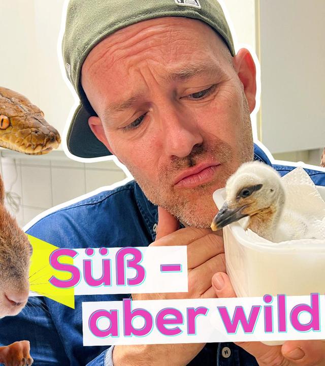 Wildtier gefunden - was tun?