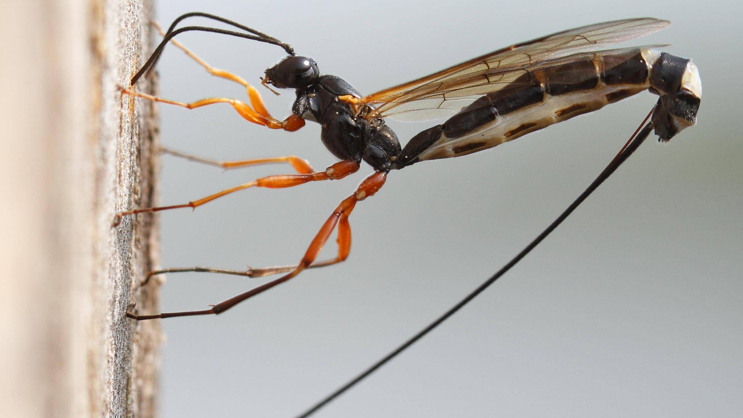 Holz Schlupfwespe (Rhyssa persuasoria): Eiablage in den Stamm einer Erle