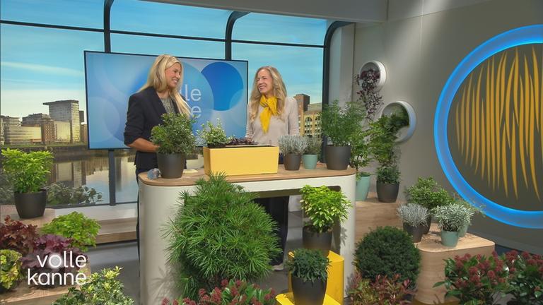Immergrüne Pflanzen für die kalte Jahreszeit: Darüber sprechen Anja Koenzen und Nadine Krüger im "Volle Kanne"-Studio.