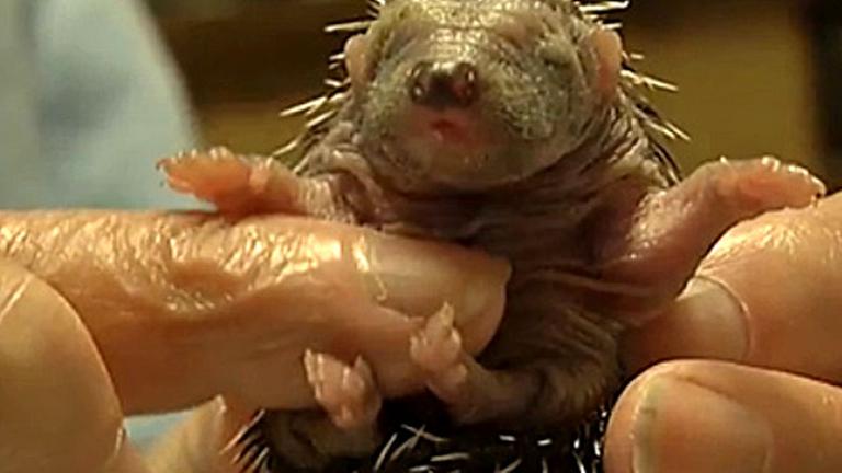 Ein kleiner Baby-Igel bekommt den Bauch gekrault.