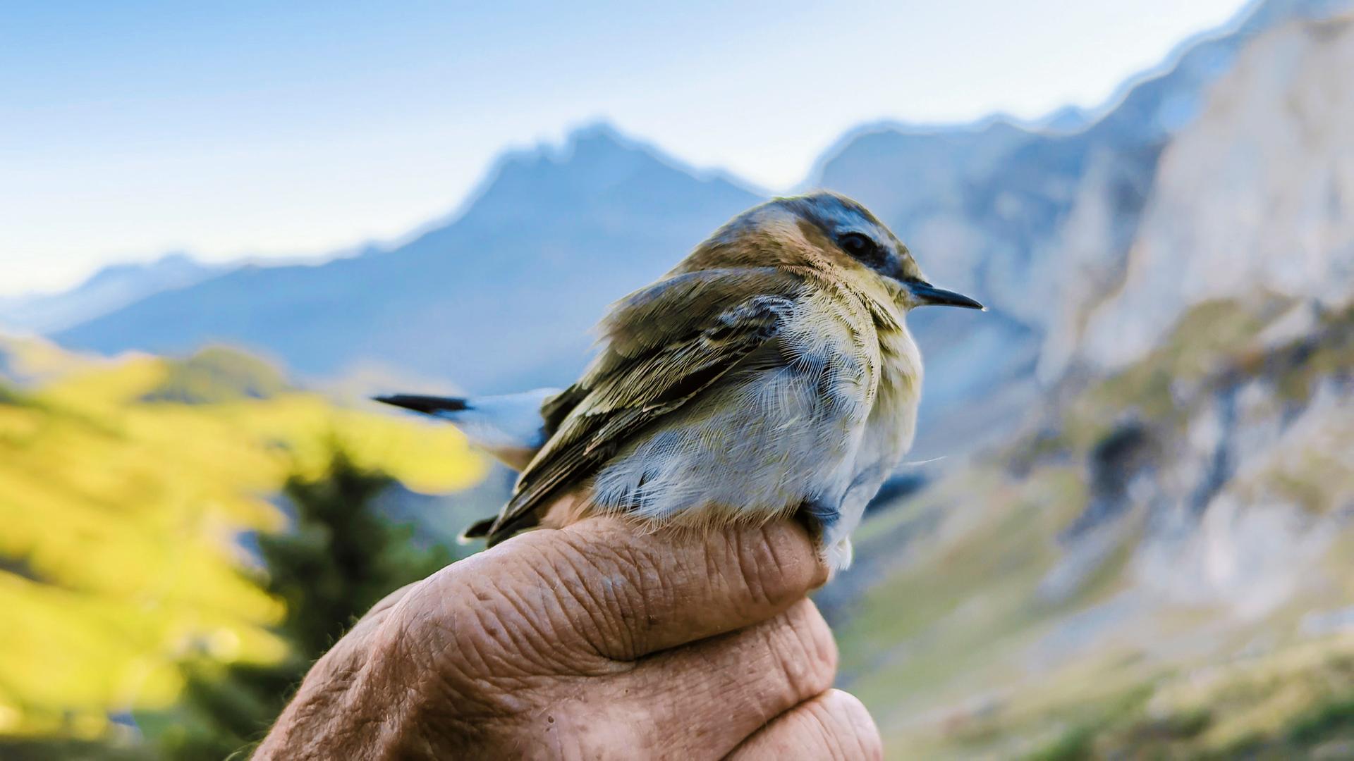 Kleiner Singvogel sitzt auf dem Zeigefinger einer Hand. Dahinter ein Bergpanorama.