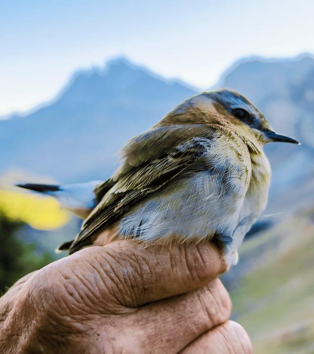 Kleiner Singvogel sitzt auf dem Zeigefinger einer Hand. Dahinter ein Bergpanorama.