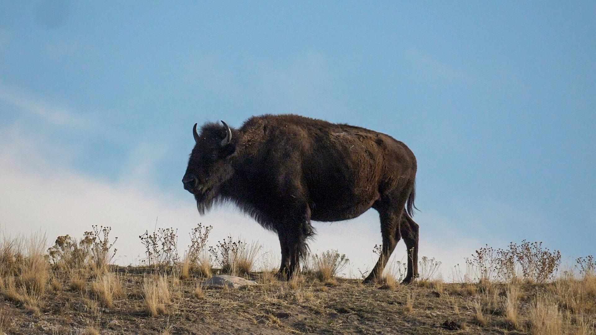 Indianische Kulturen Doku