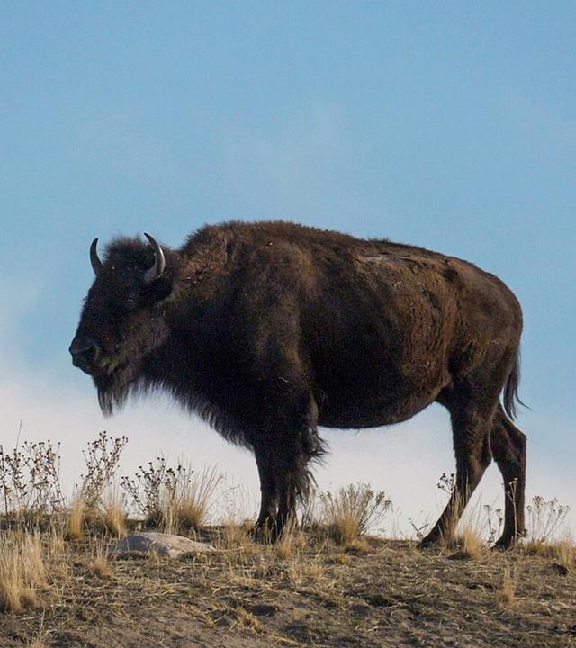 Indianische Kulturen Doku