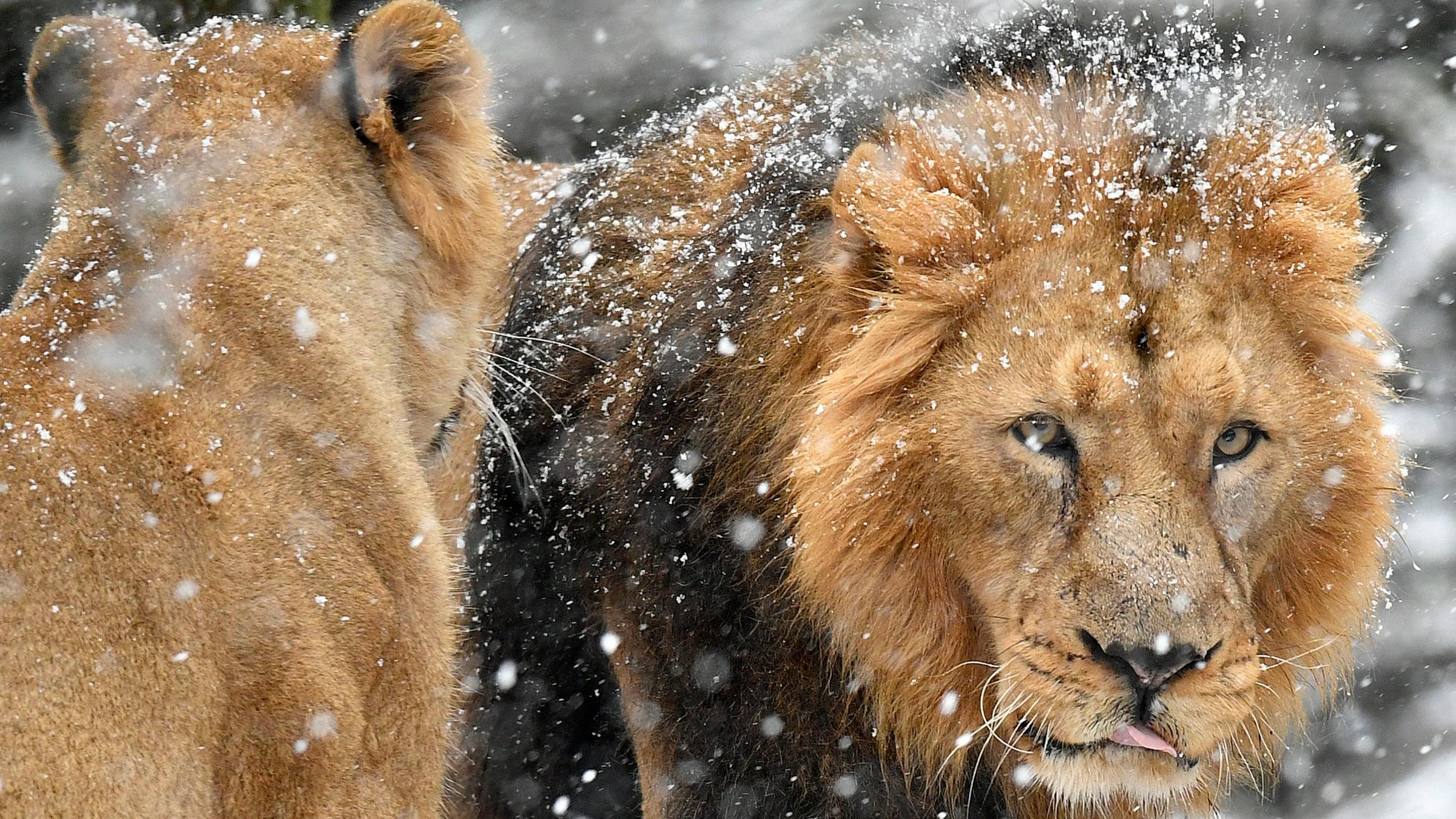Indische Löwen im Schnee im Züricher Zoo in der Schweiz