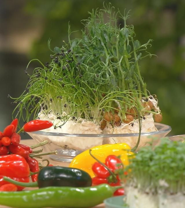 Sprossen, Kresse und Gemüse aus der eigenen Küche