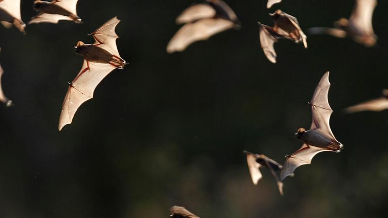 Mehrere fliegende Fledermäuse (Archivbild).