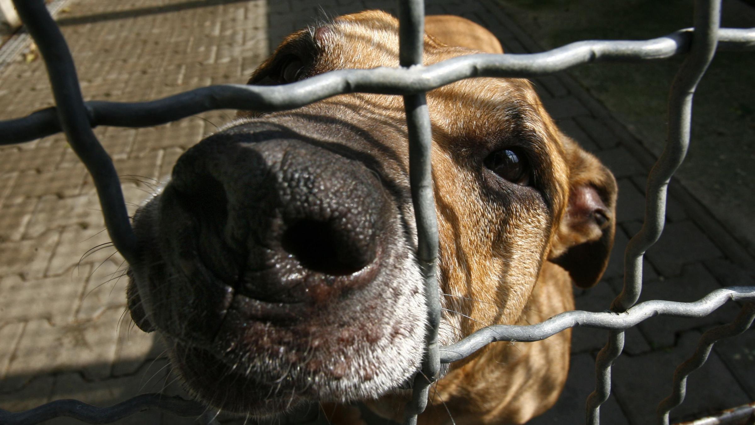 Ein Hund am Gitter eines Geheges in einem Tierheim (Symbolbild)