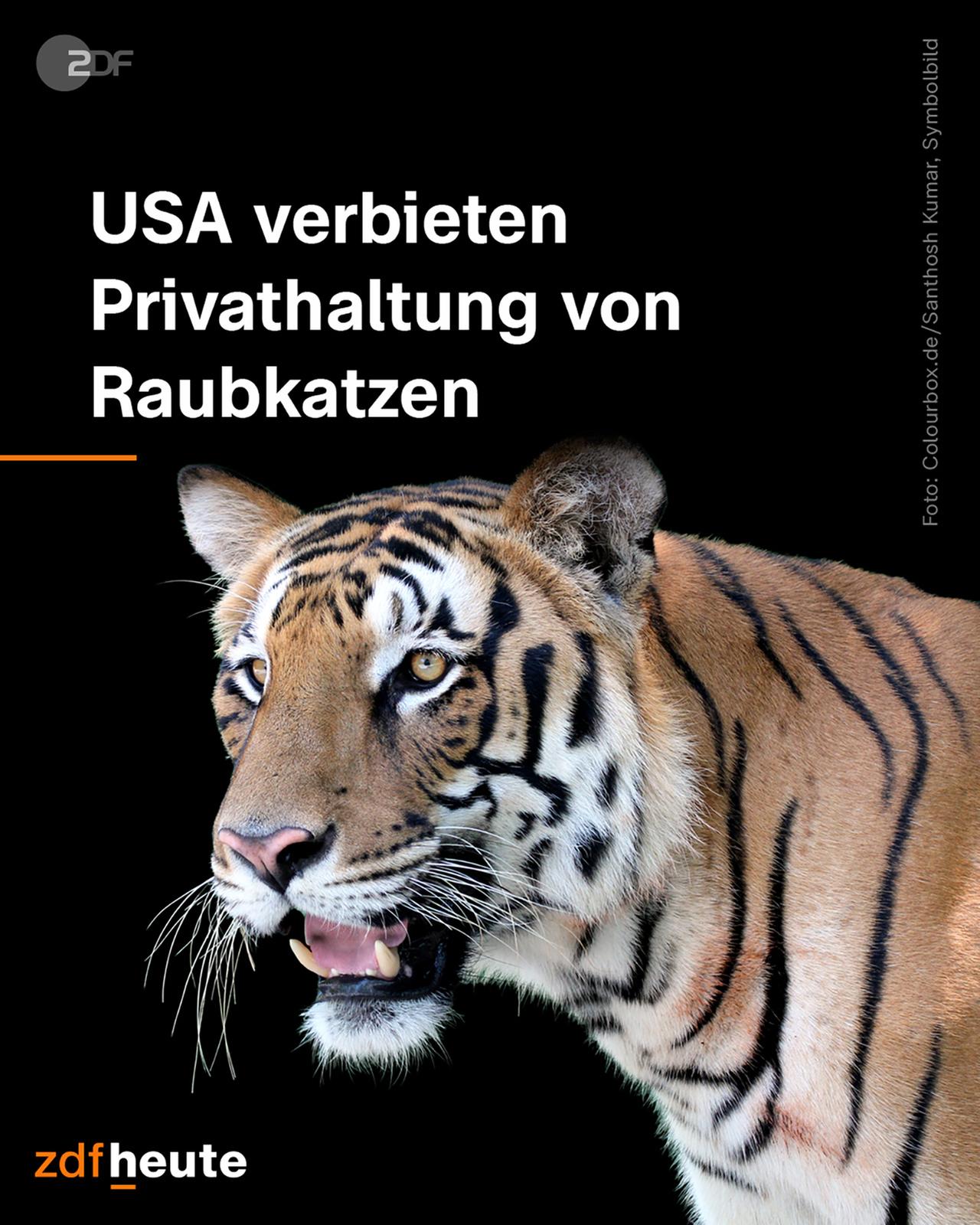 Infografik: USA verbieten Privathaltung von Raubkatzen