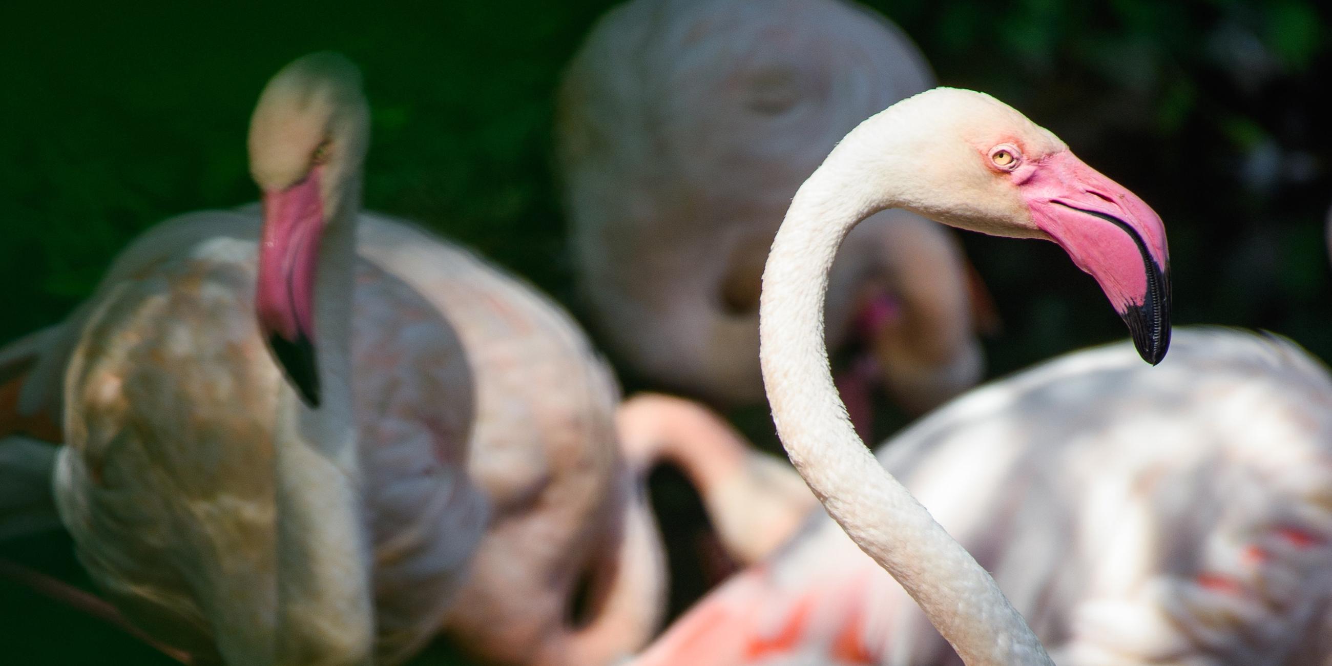Archiv: Der Flamingo Ingo steht an einem Vormittag im Sonnenlicht in einem kleinen See im Berliner Zoo neben seinen Artgenossen.