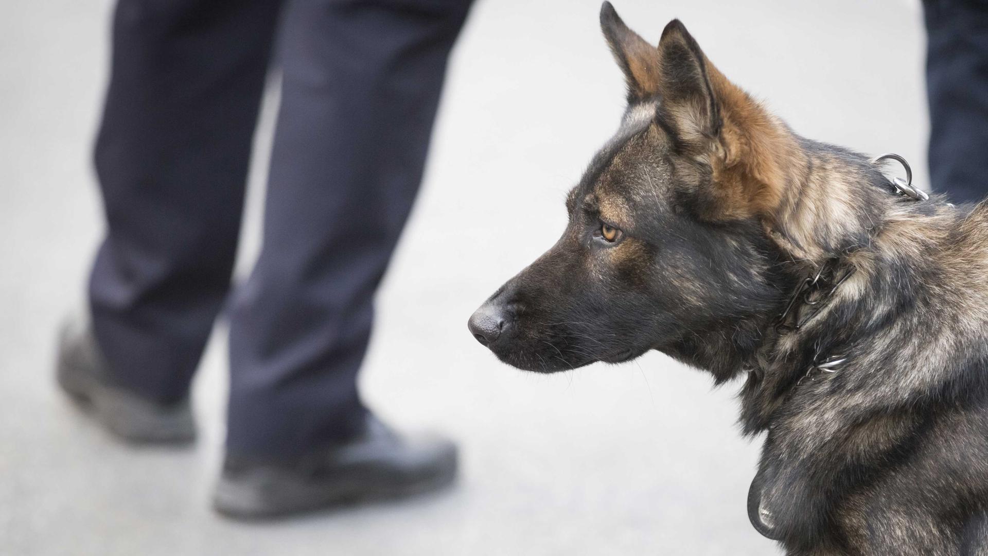 "Innere Unsicherheit - Bürgerwehr auf Streife": Nahaufnahme eines Schäferhundes. Hinter ihm sind die Beine zweier Männer zu erkennen.