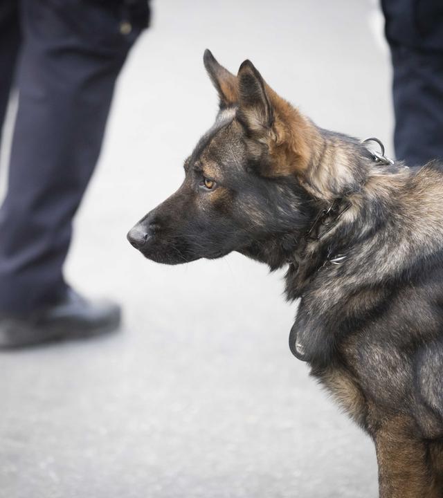 "Innere Unsicherheit - Bürgerwehr auf Streife": Nahaufnahme eines Schäferhundes. Hinter ihm sind die Beine zweier Männer zu erkennen.