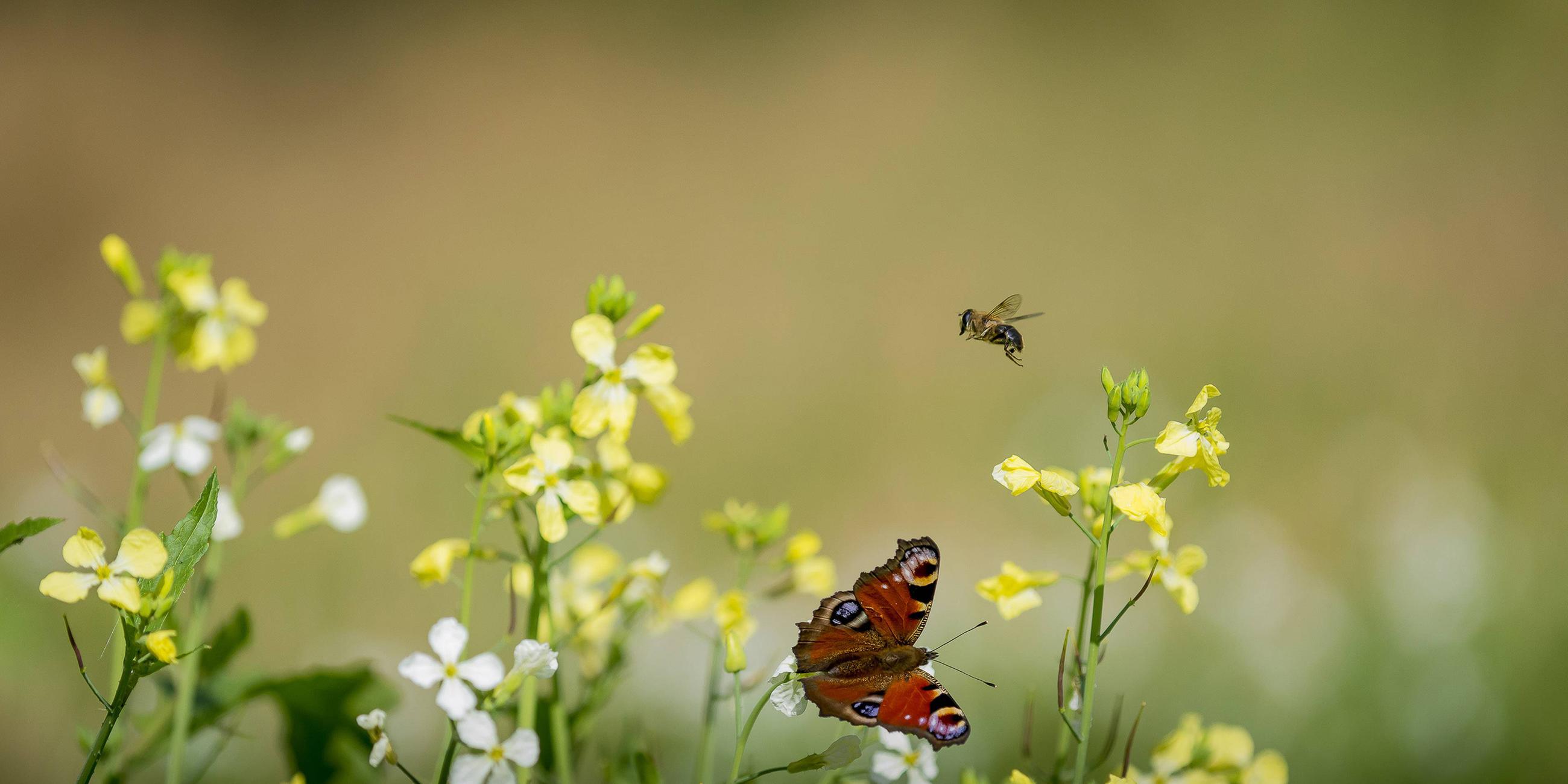 Pfauenauge und Bienen auf einer Blumenwiese