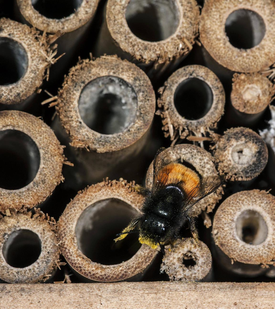 Eine Biene an den Holzröhren eines Insektenhotels