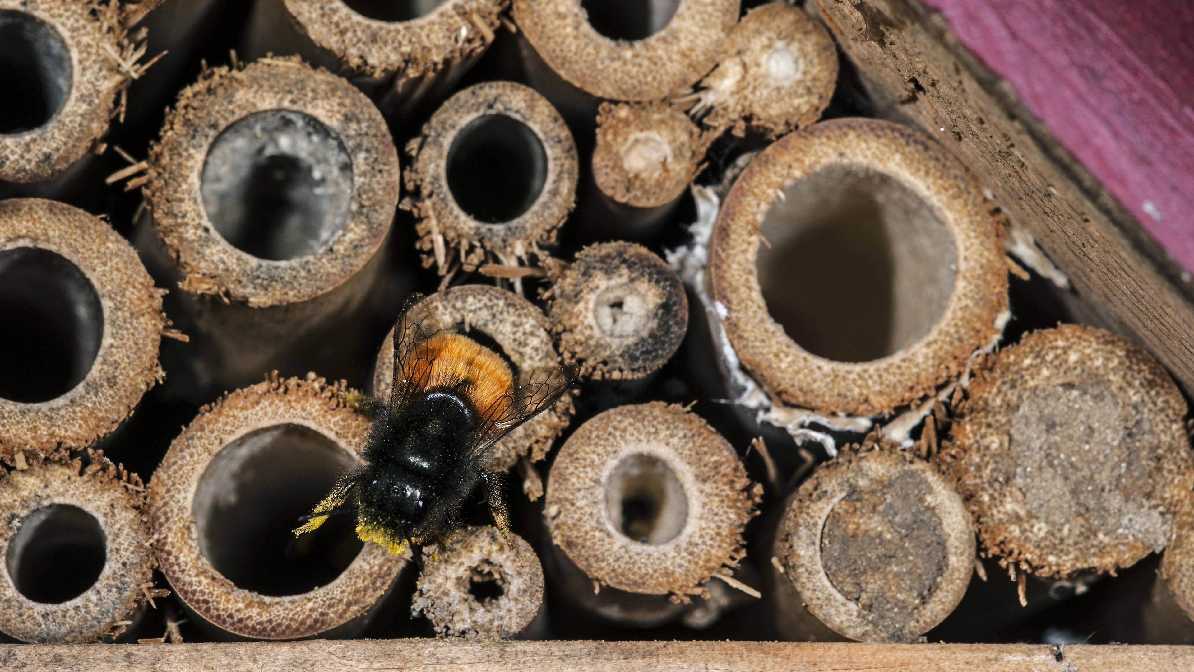 Eine Biene an den Holzröhren eines Insektenhotels