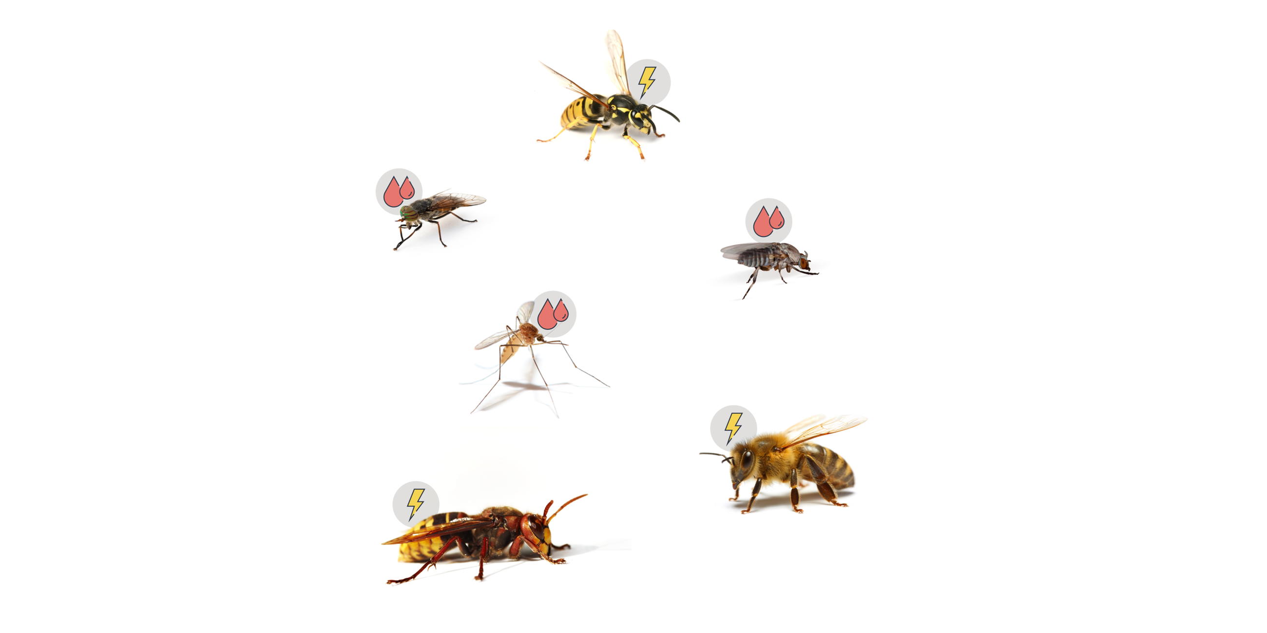 Stechmücken, Bremsen und Kriebelmücken stechen uns, um Blut zu saugen. Wenn Bienen, Wespen und Hornissen stechen, dann nur, um sich zu wehren.