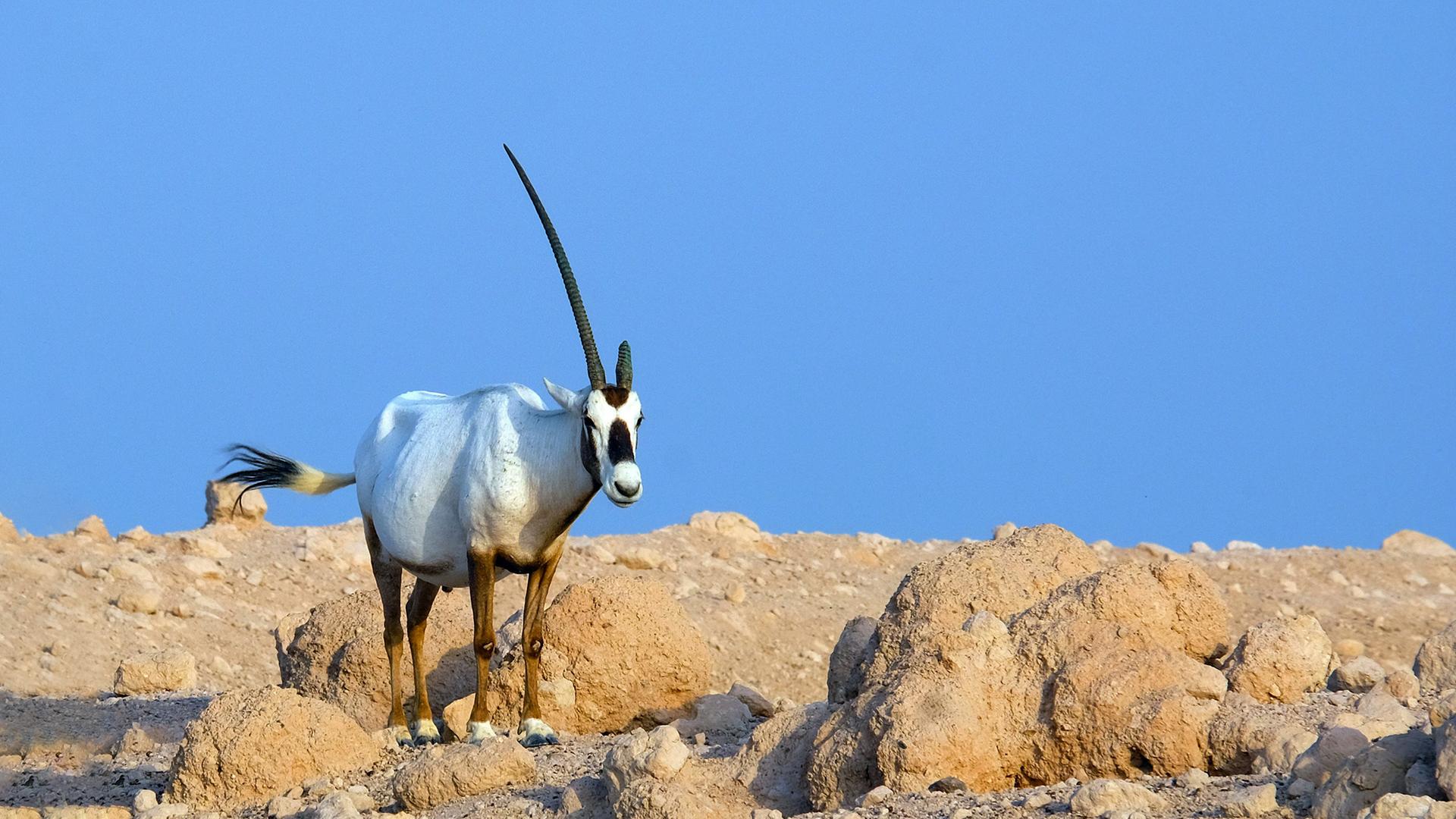 Arabische Oryx (Weisse Antilope)