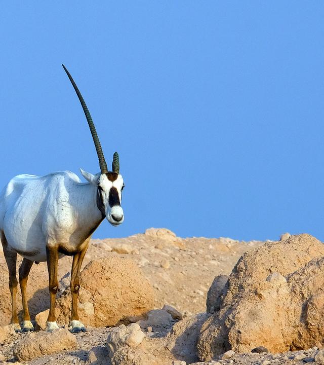 Arabische Oryx (Weisse Antilope)