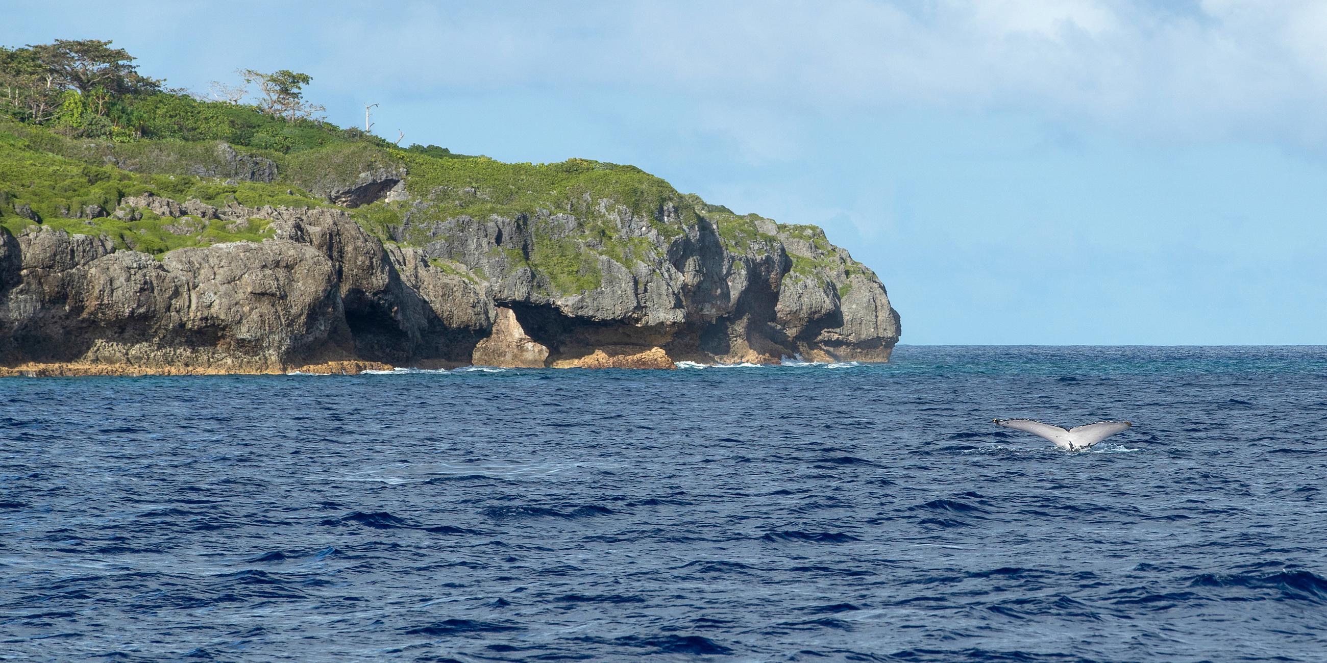 Der Schwanz eines Buckelwals durchbricht das Wasser in Niue, aufgenommen am 10.09.2018