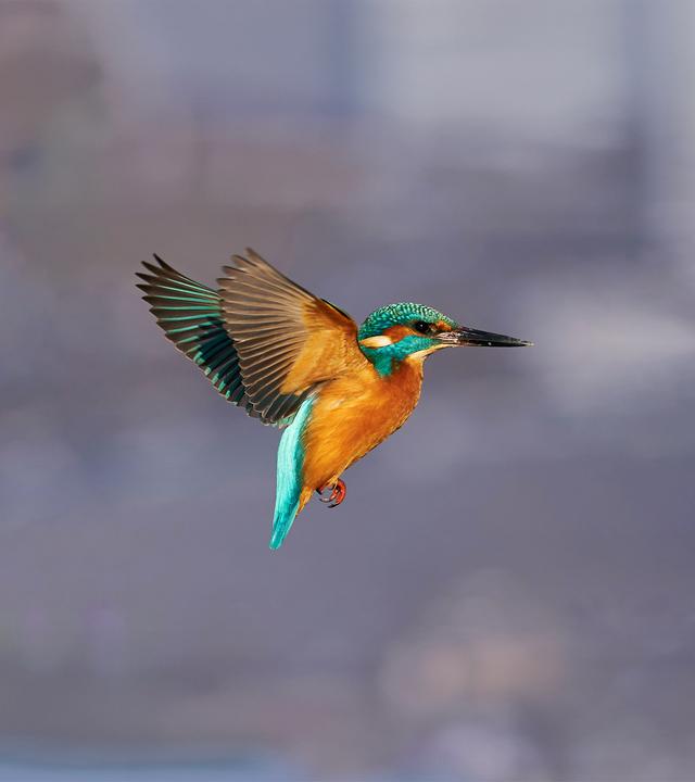 Ein Eisvogel im Anflug, seitliche Aufnahme