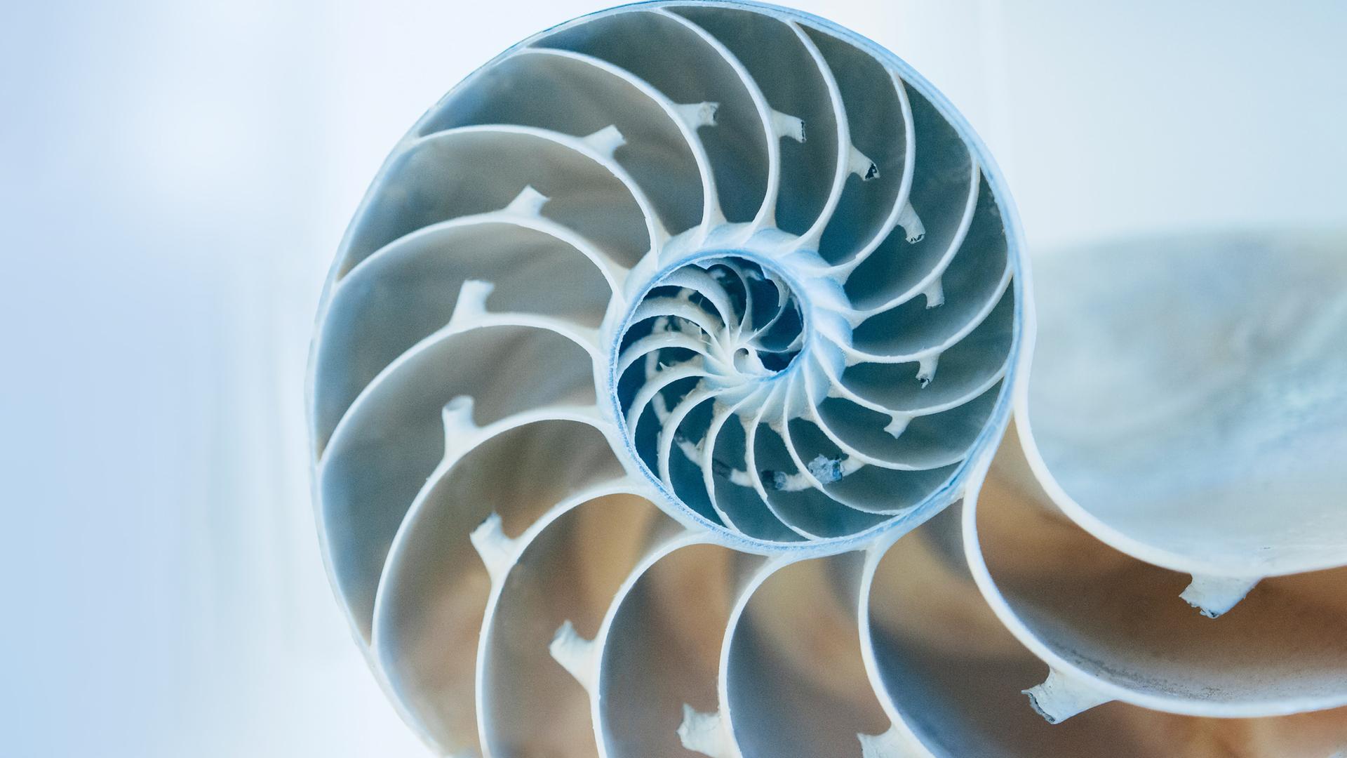 Schnitt durch das Gehäuse einer Meeresschnecke