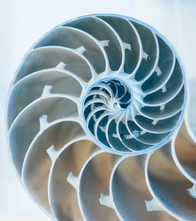 Schnitt durch das Gehäuse einer Meeresschnecke