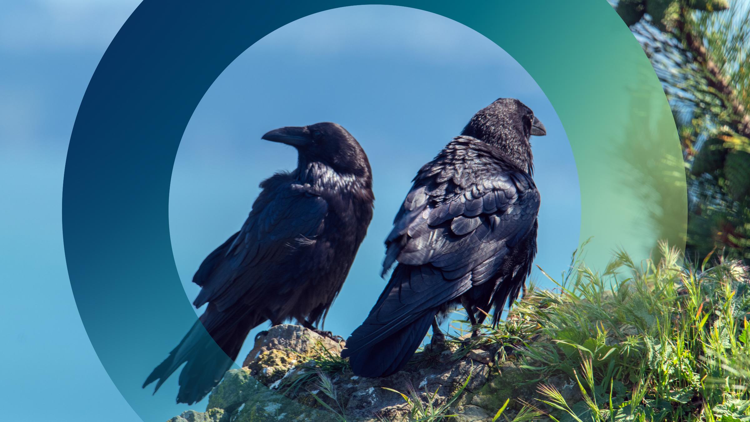 Zwei Krähen im Baum