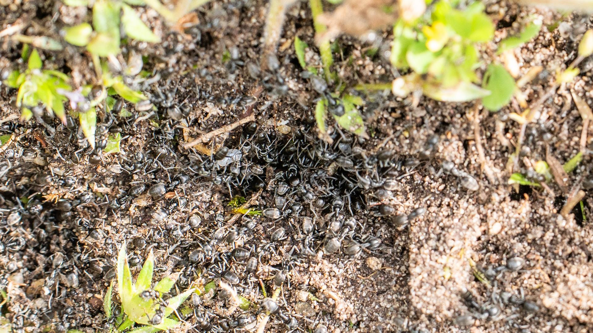 Baden-Württemberg, Kehl: Invasive Ameisen der Art Tapinoma magnum sind auf einer Fläche in der badischen Stadt Kehl zu sehen.
