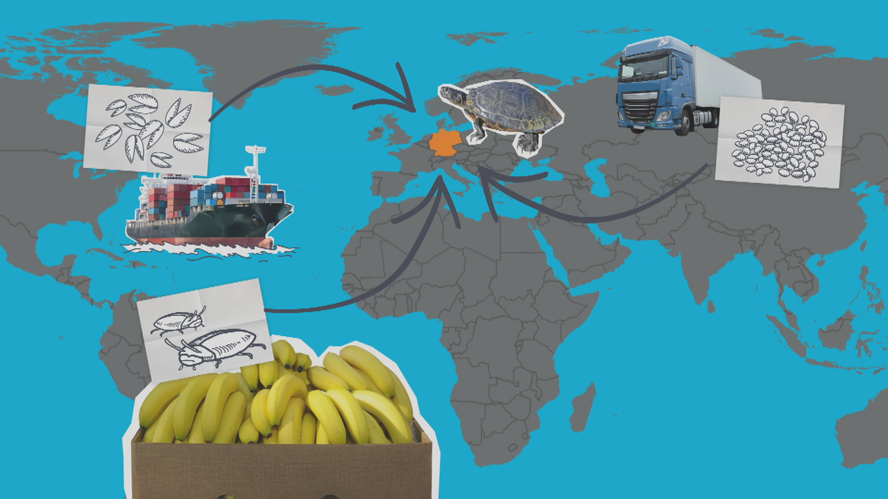 logo! erklärt Was invasive Arten sind logo!