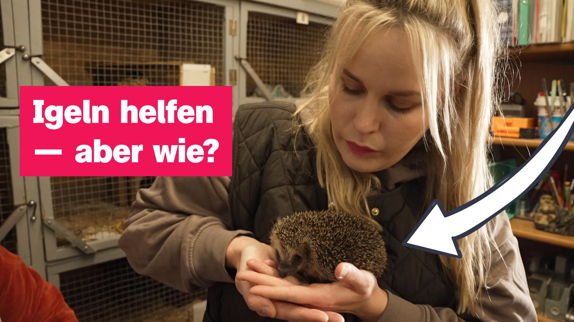Igel vorm Verhungern retten!