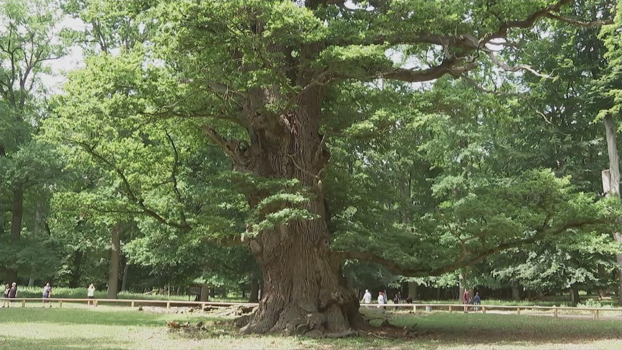Eichen mit außergewöhnlichen Fähigkeiten ZDFheute