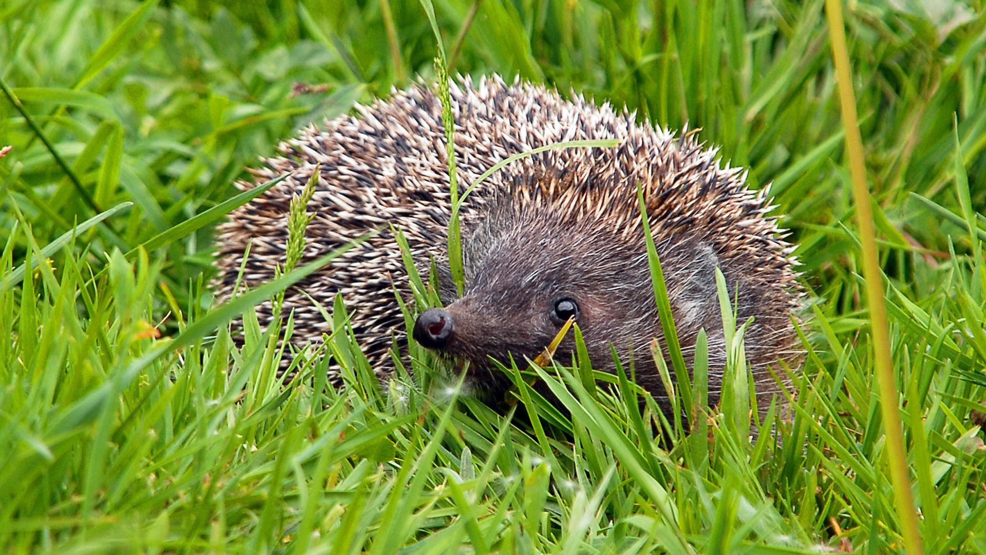  Igel